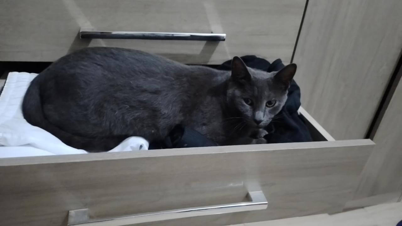 Gata Mine desapareceu no bairro Jardim Veneza