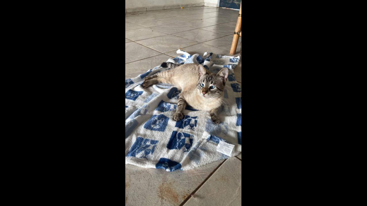 Gato Maike desapareceu no bairro Parque São Paulo