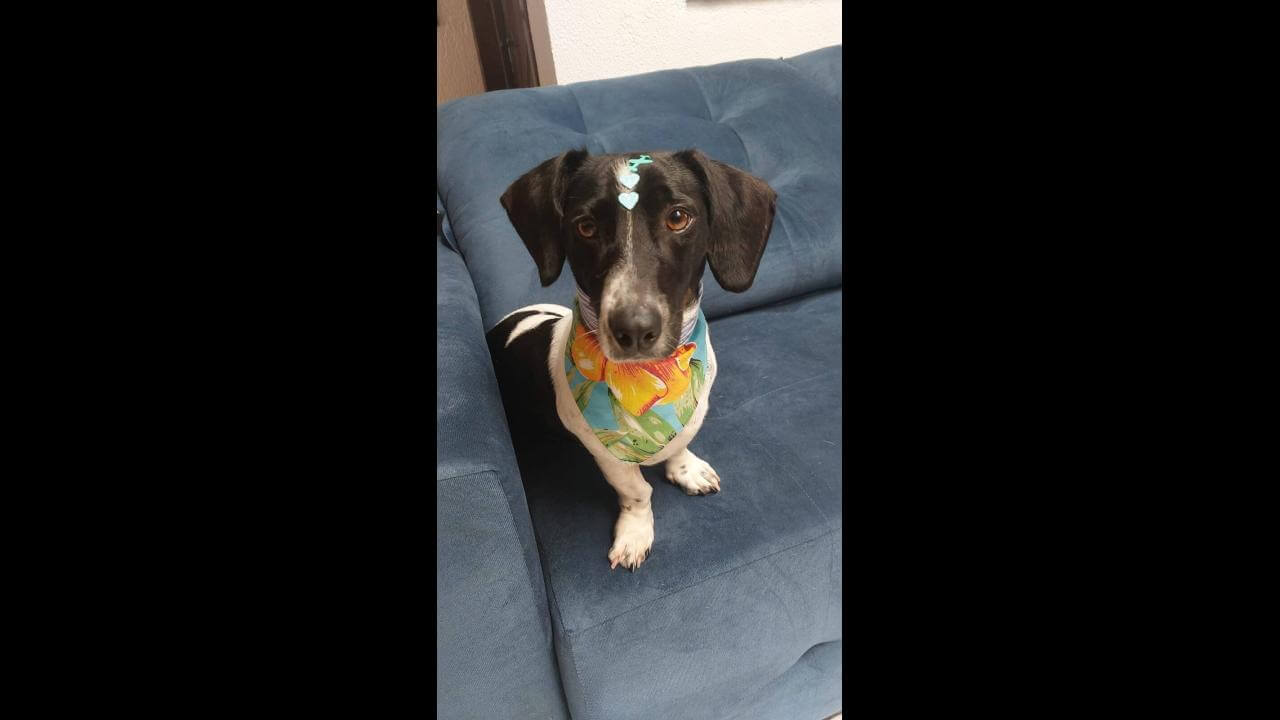 Cachorra Neguinha desapareceu no bairro Turisparque