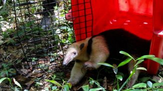 Após resgate em residência, IAT devolve tamanduá-mirim para a natureza