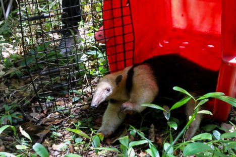 Imagem referente a Após resgate em residência, IAT devolve tamanduá-mirim para a natureza