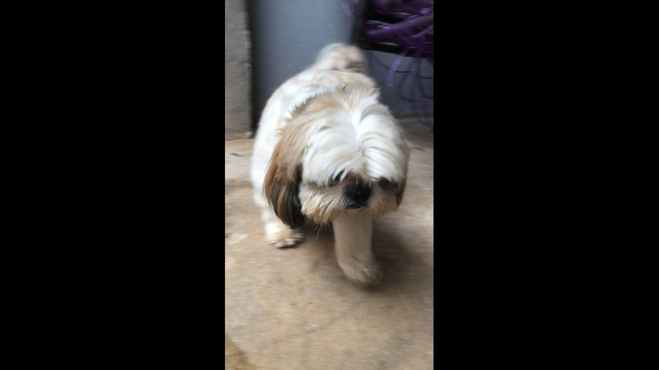 Cachorro é encontrado no bairro Santa Cruz