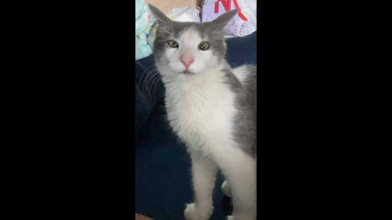 Gata Zoe Maria desapareceu no bairro Cascavel Velho