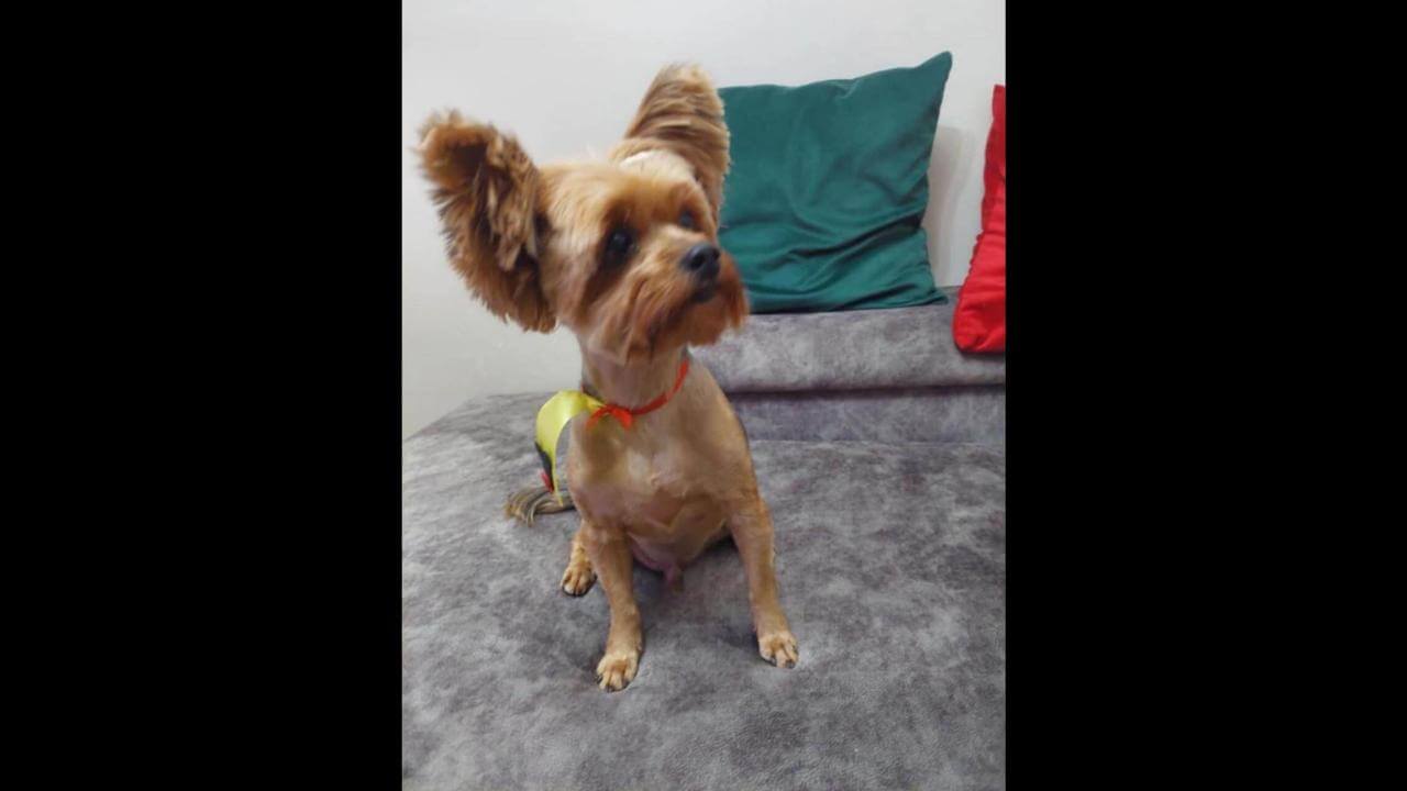 Cachorro Duque desapareceu no bairro Neva
