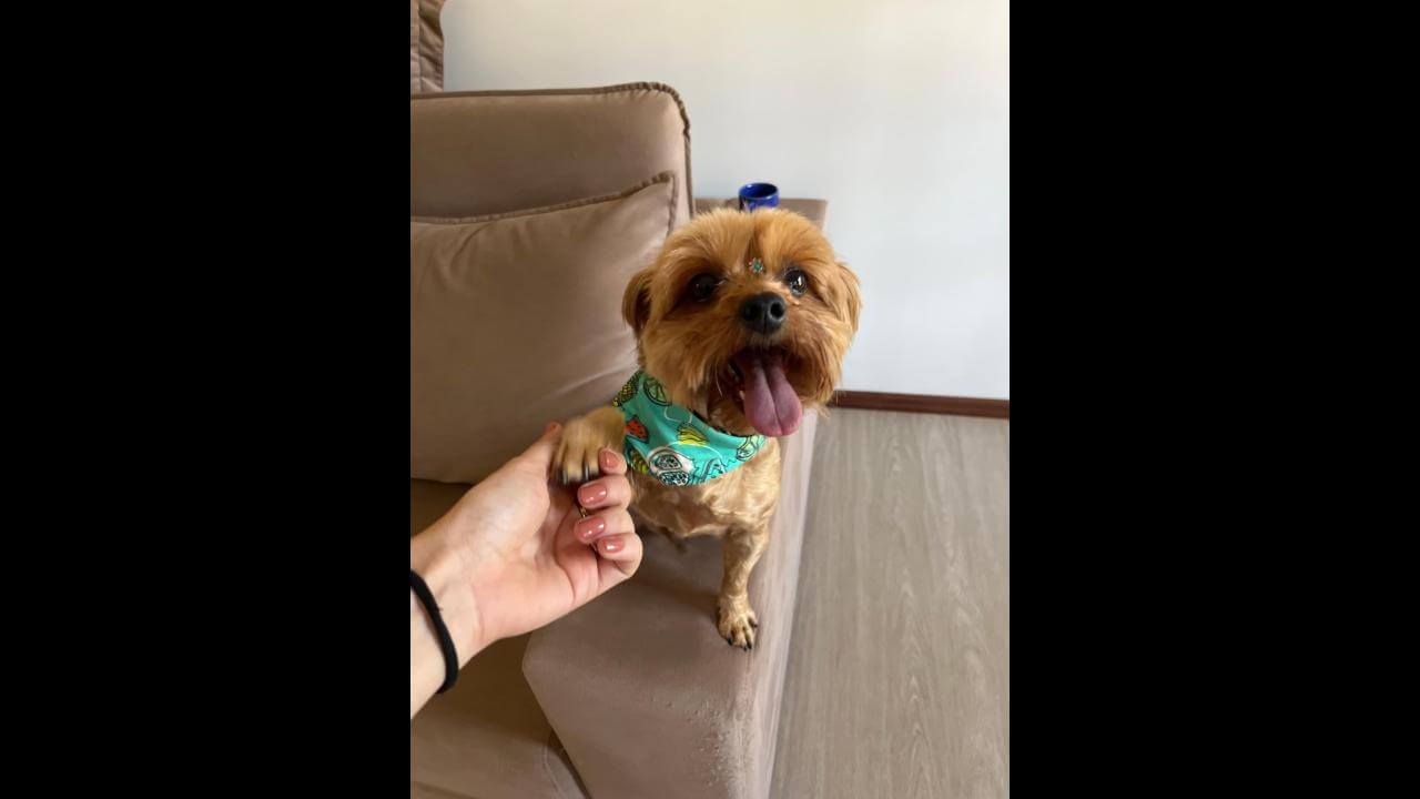 Cachorro é encontrado no bairro Neva