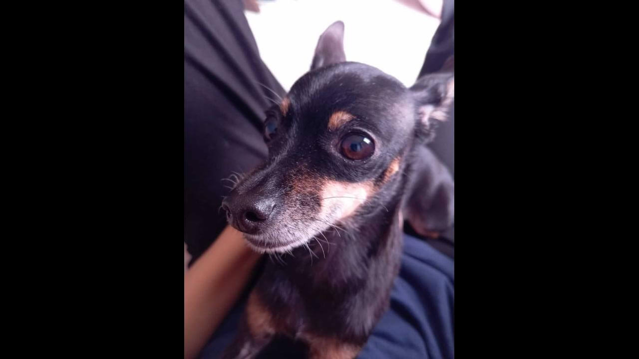 Cachorra Lilica desapareceu no bairro Alto Alegre