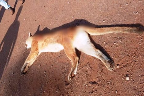 Imagem referente a Onça-parda morre após ser atropelada na rodovia PR-239