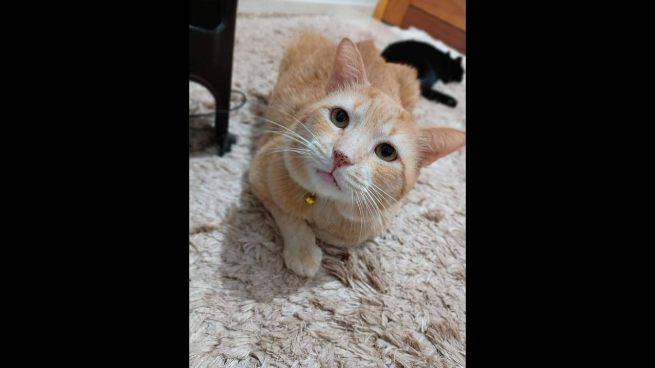 Gato Teddy desapareceu no bairro Florais do Paraná