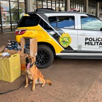 Imagem referente a Ação da equipe K9 em Cascavel descobre contrabando de cigarros em ônibus