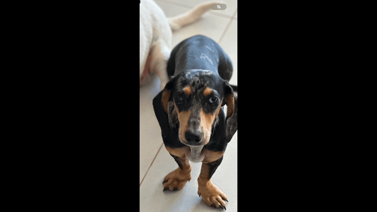 Cachorra Ranyra desapareceu no bairro Universitário