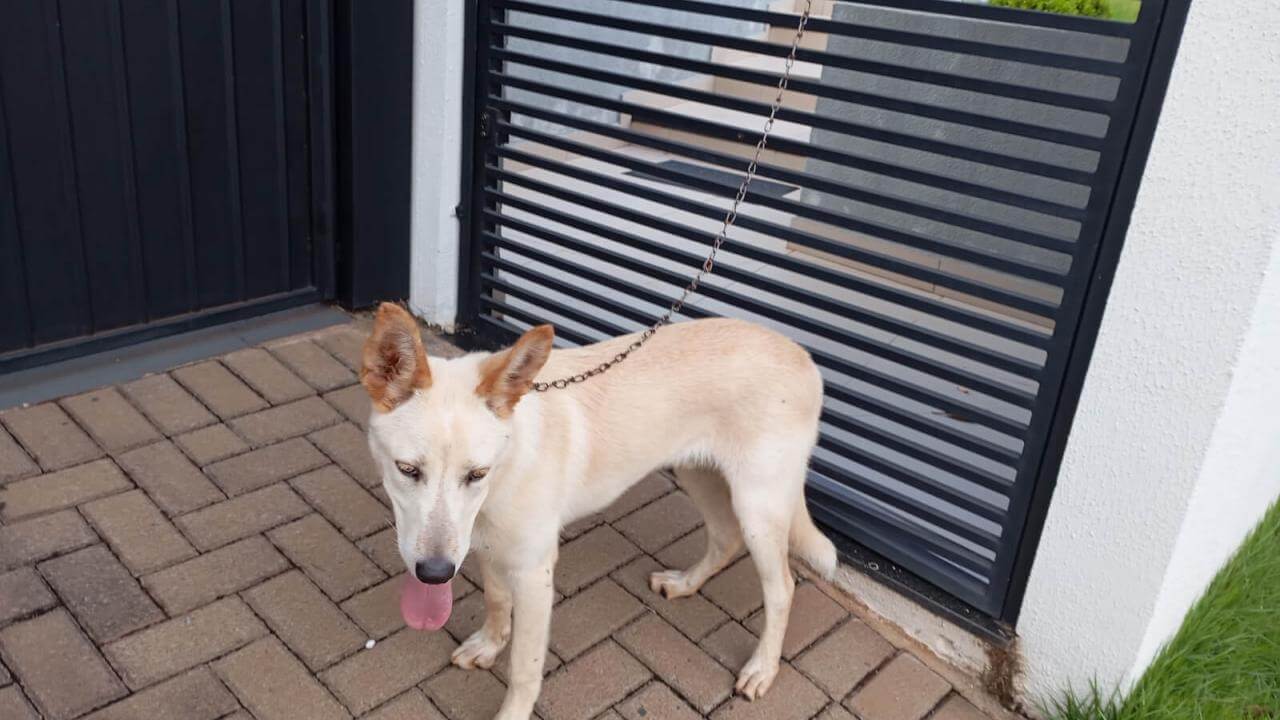 Cachorro é encontrado no bairro Parque São Paulo