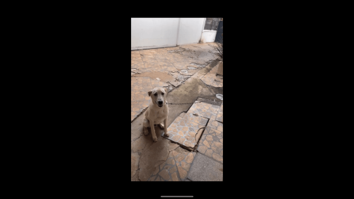 Imagem referente a Cachorro é encontrado no bairro Parque São Paulo