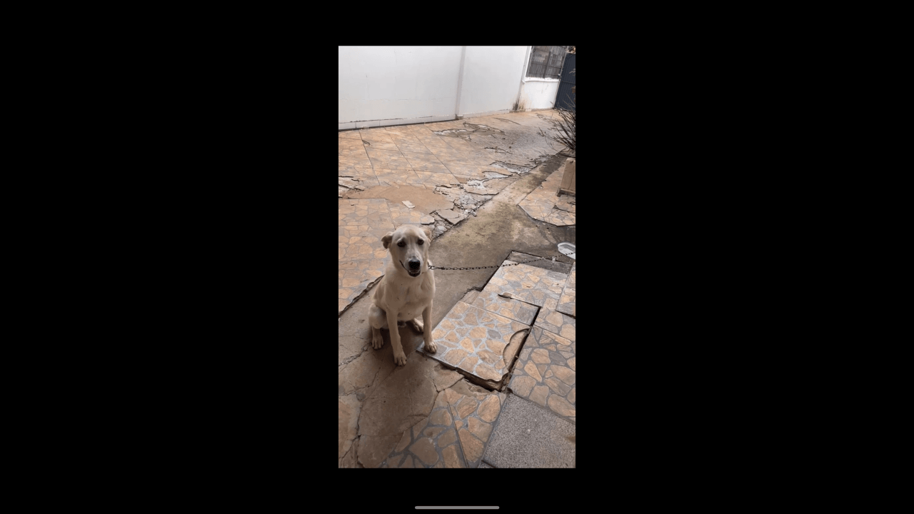 Cachorro é encontrado no bairro Parque São Paulo