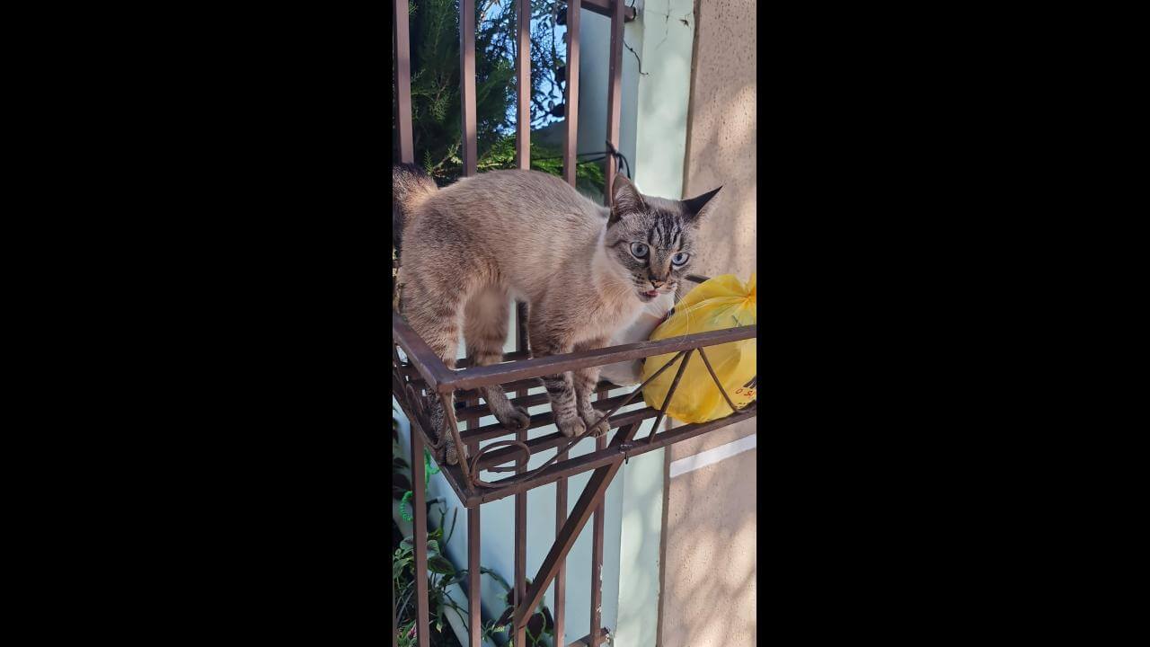 Gato desapareceu no bairro Neva Gato desapareceu no bairro Neva