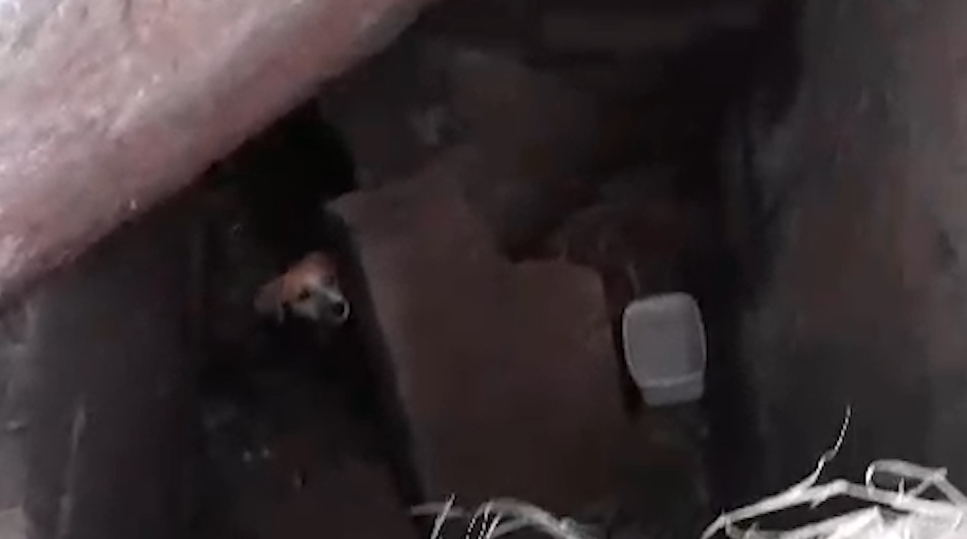 Internautas pedem ajuda para resgatar cachorro que caiu em bueiro na BR-277, em Cascavel Internautas pedem ajuda para resgatar cachorro que caiu em bueiro na BR-277, em Cascavel