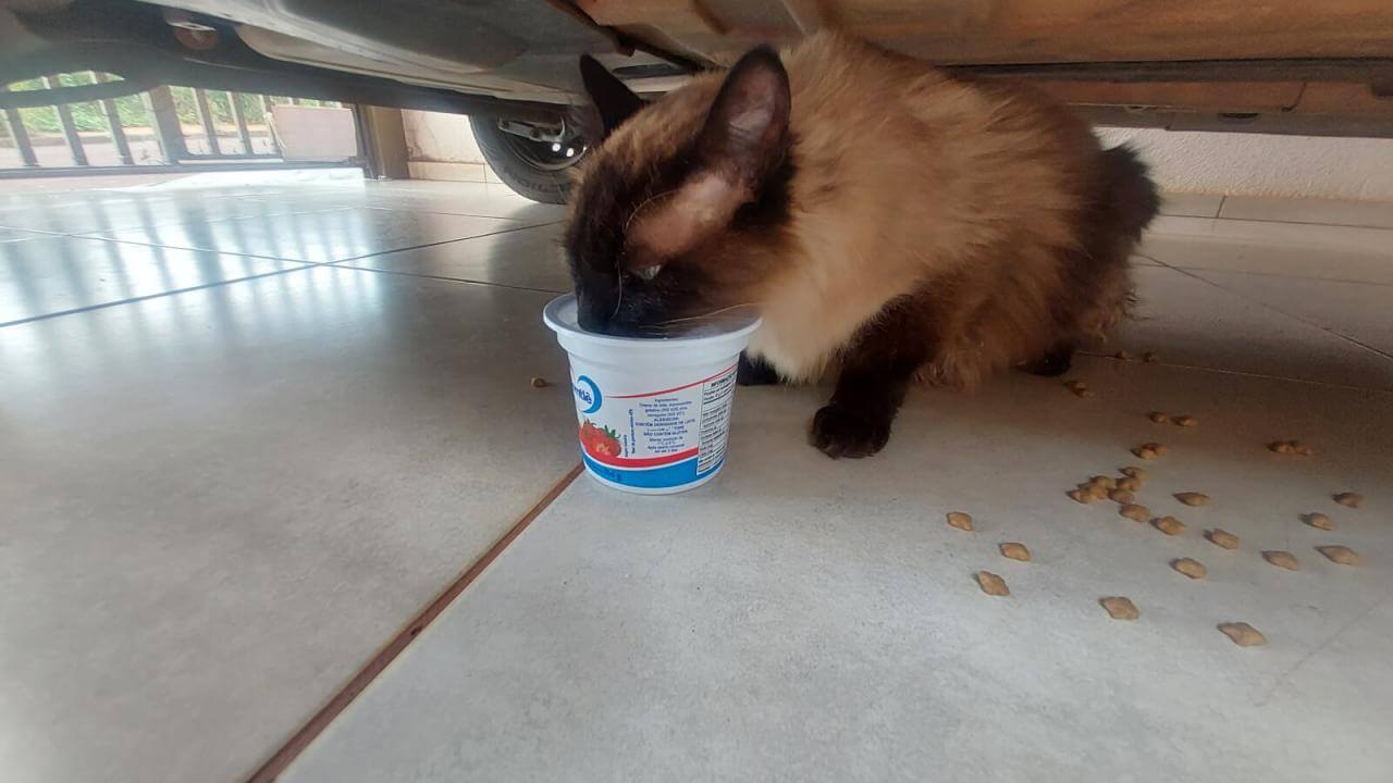 Gata é encontrada no bairro 4 Estações