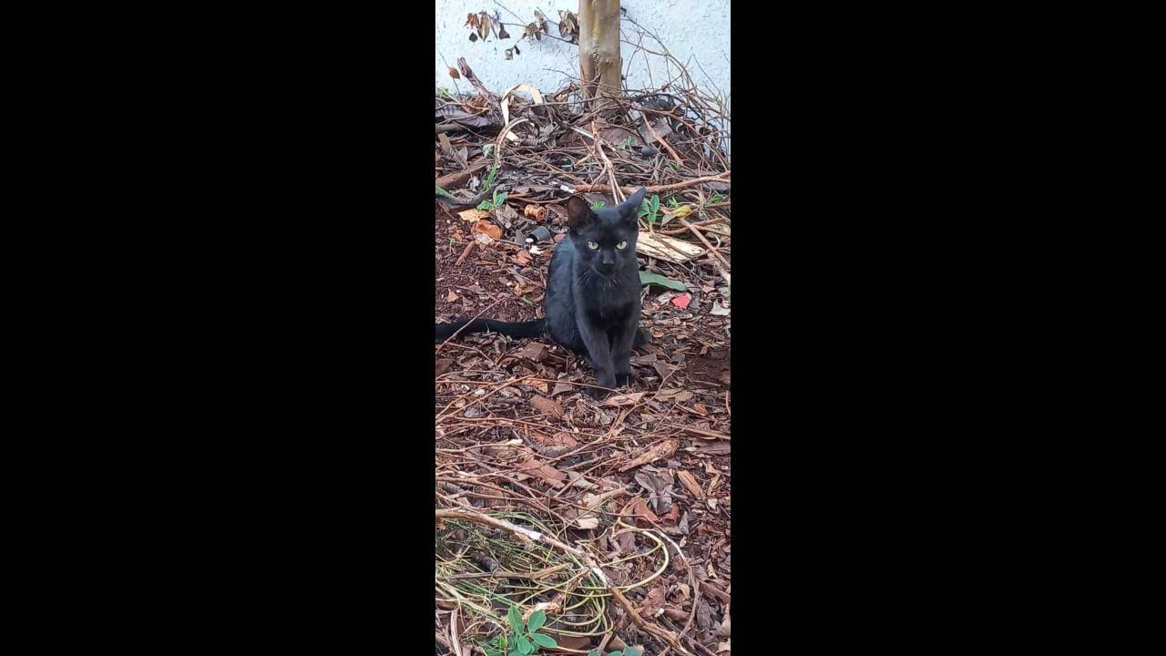 Gato Bangela desapareceu no bairro Cascavel Velho