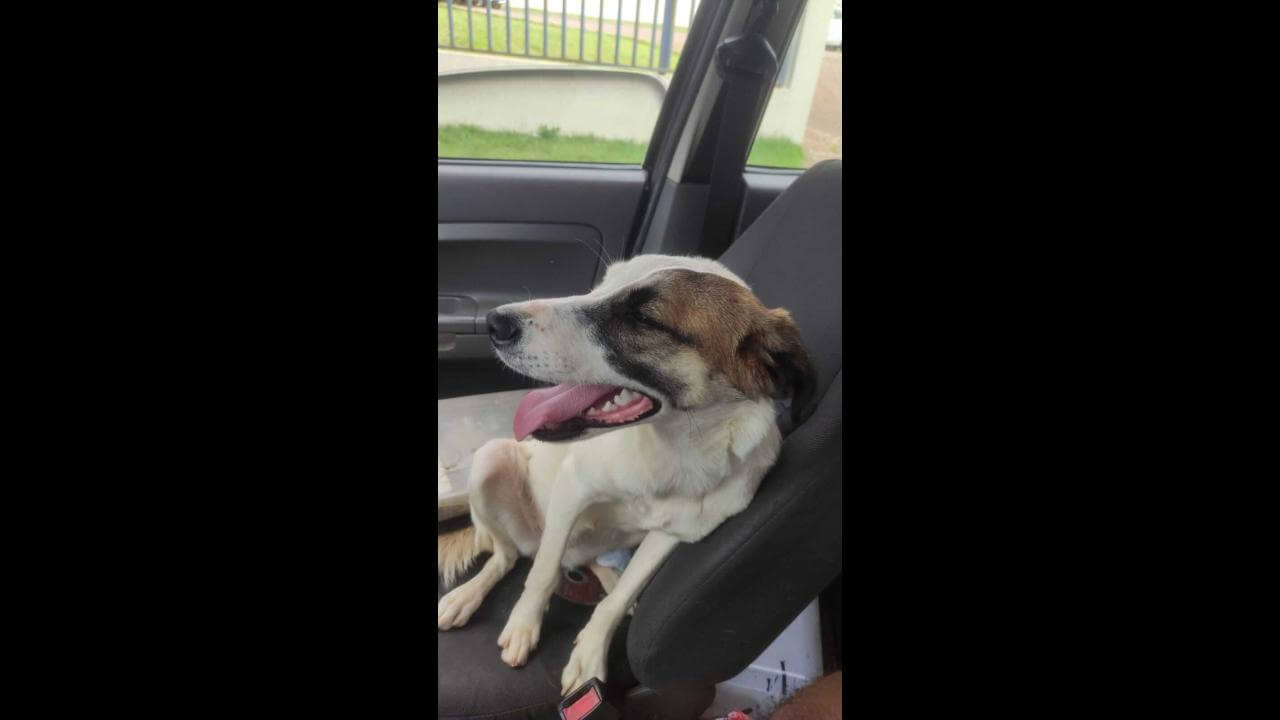 Cachorra Menina desapareceu no bairro Floresta Cachorra Menina desapareceu no bairro Floresta