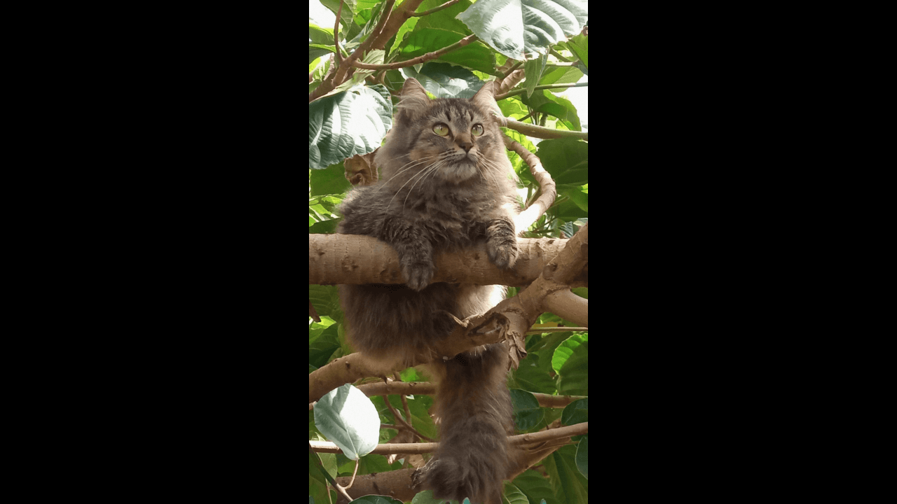 Gata Maze desapareceu no bairro Periolo Gata Maze desapareceu no bairro Periolo