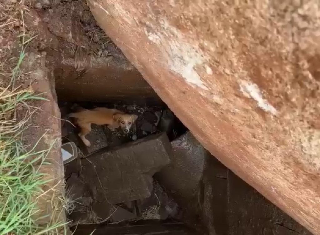 Protetora luta para resgatar cachorrinha presa em galeria pluvial em Cascavel