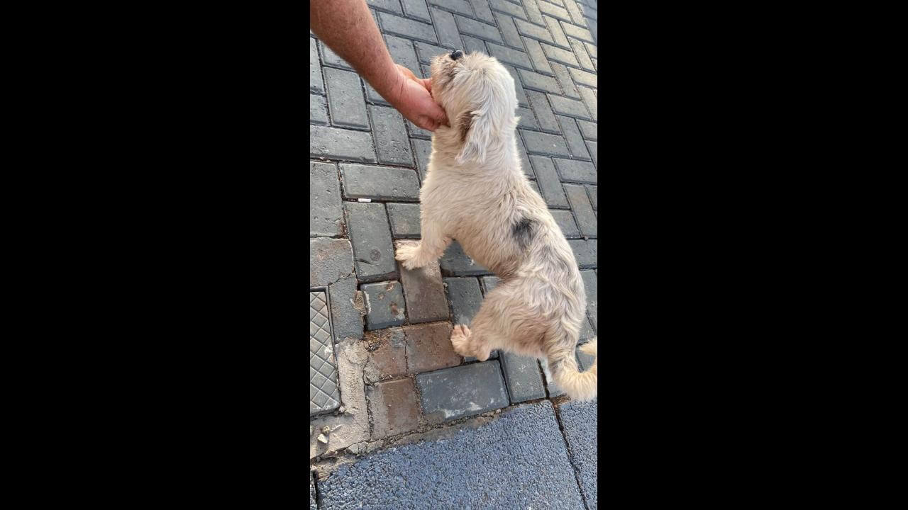 Cachorro é encontrado no bairro Parque São Paulo Cachorro é encontrado no bairro Parque São Paulo