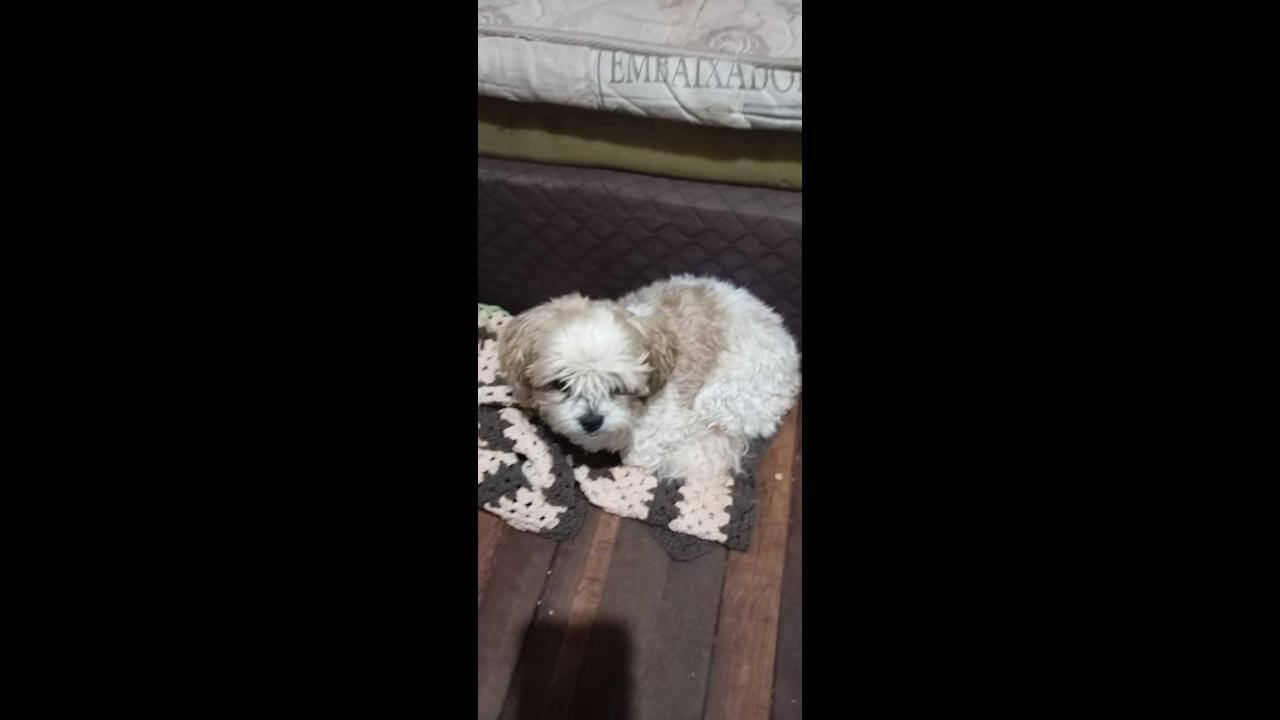 Cachorro é encontrado no bairro Pacaembu Cachorro é encontrado no bairro Pacaembu