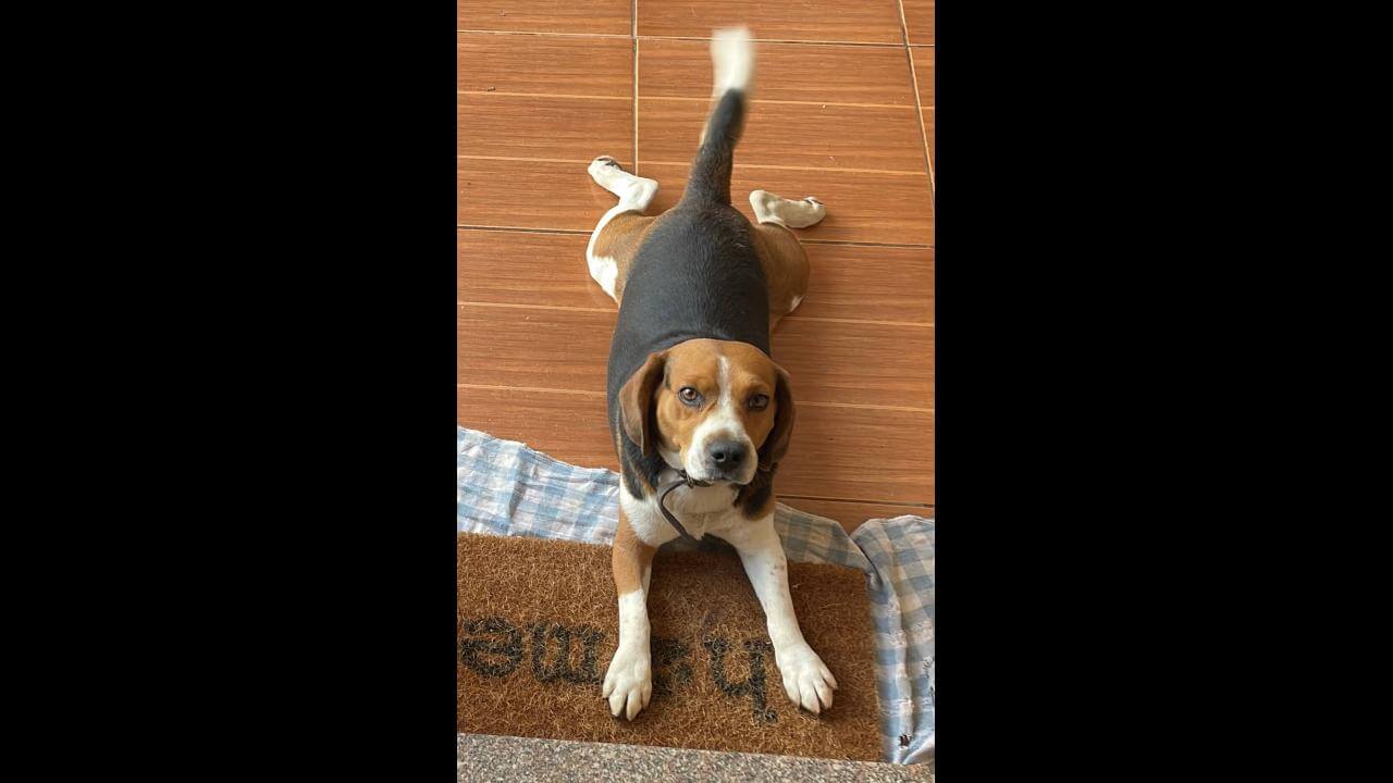 Cachorro Ozzy desapareceu no bairro Canadá