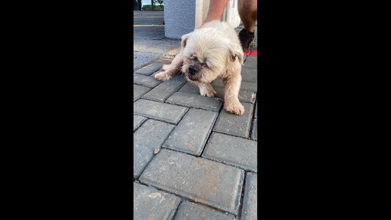 Cachorro é encontrado no bairro Parque São Paulo