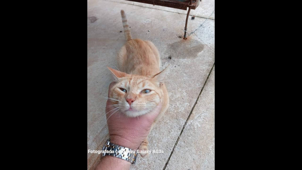 Gato é encontrado no bairro Parque São Paulo