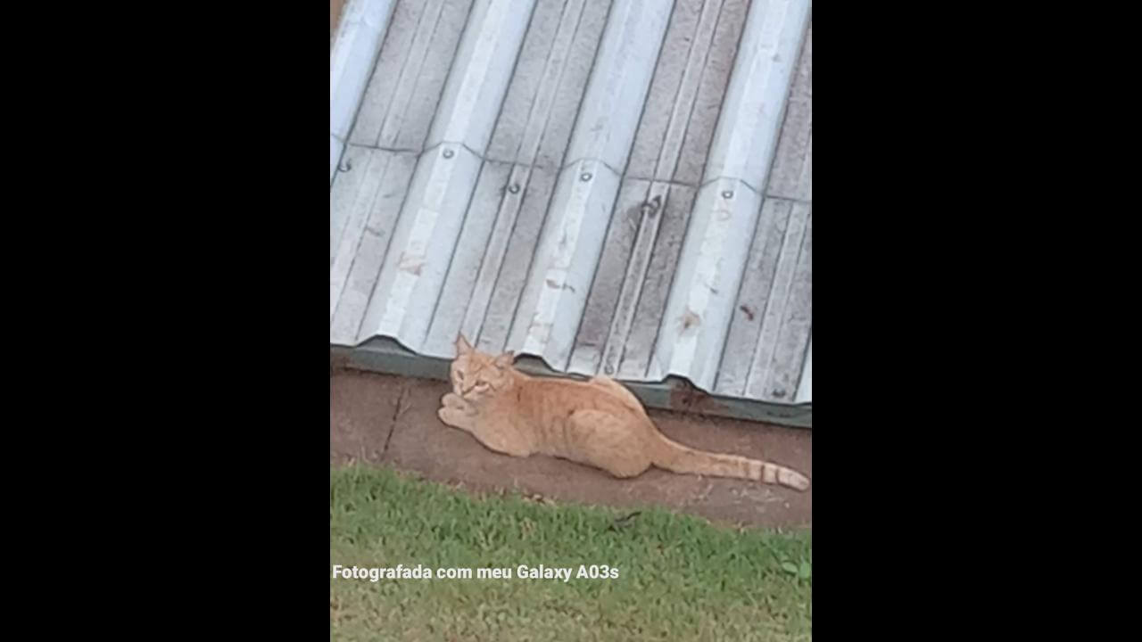 Gato é encontrado no bairro Parque São Paulo