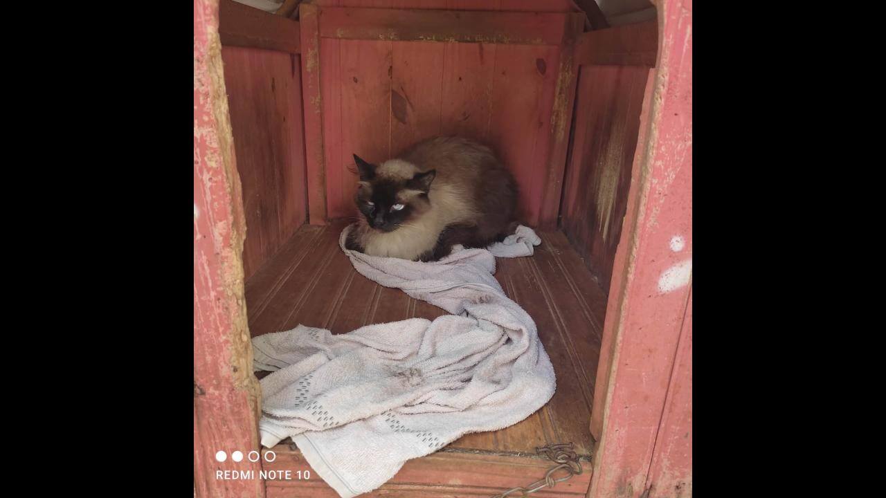 Gato é encontrado no bairro Barcelona
