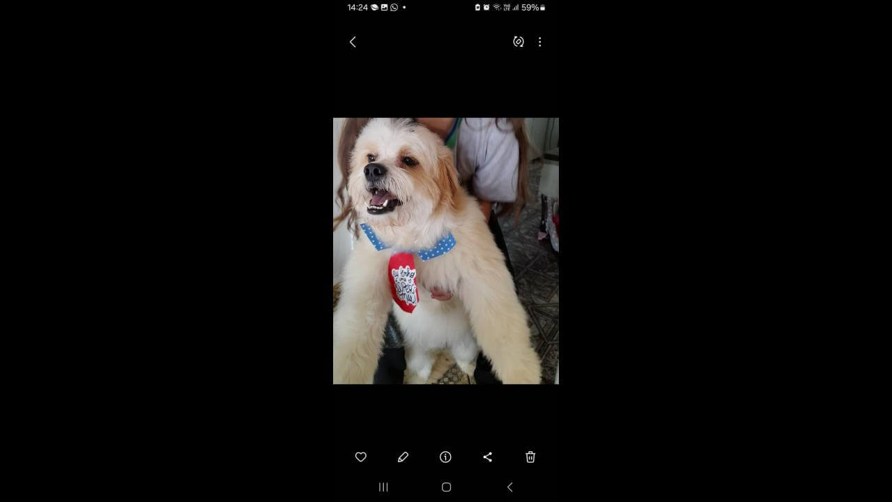 Cachorro Toby desapareceu no bairro Universitário