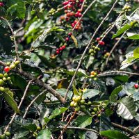 Conab estima produção de 51,8 milhões de sacas de café este ano Imagem referente a Conab estima produção de 51,8 milhões de sacas de café este ano