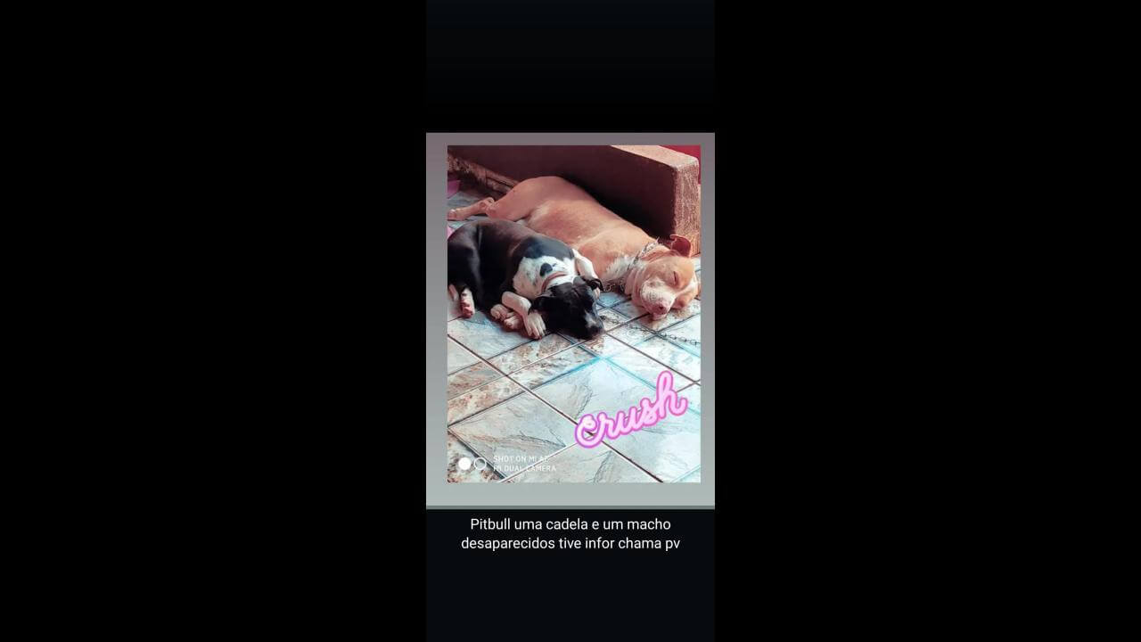 Cachorros Marley e Neguinha desapareceram no bairro Florais do Paraná
