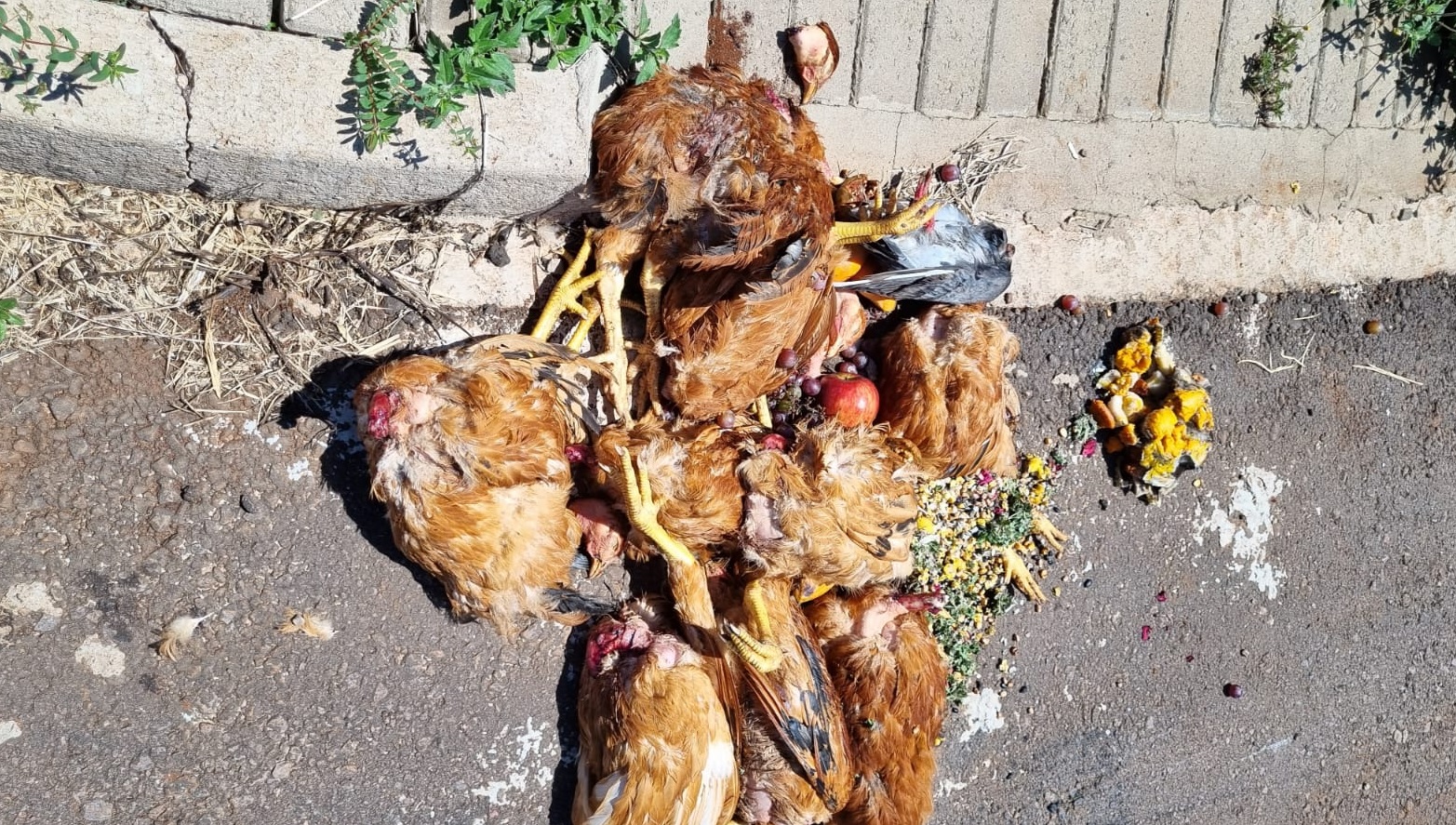 Oferenda? Macumba? Lixo? Restos de animais e alimentos chamam a atenção no Universitário Oferenda? Macumba? Lixo? Restos de animais e alimentos chamam a atenção no Universitário