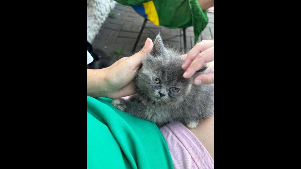 Gata Charlote desapareceu no bairro Esmeralda Gata Charlote desapareceu no bairro Esmeralda
