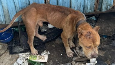 Imagem referente a Cães acorrentados e desidratados: PCPR prende homem por crueldade animal