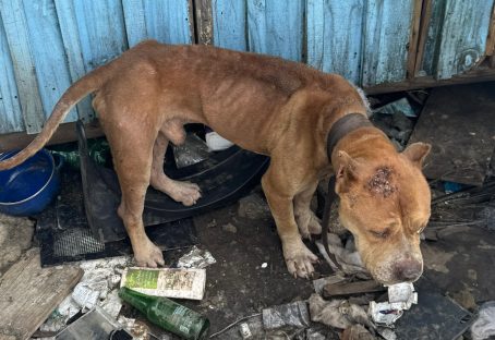 Imagem referente a Cães acorrentados e desidratados: PCPR prende homem por crueldade animal