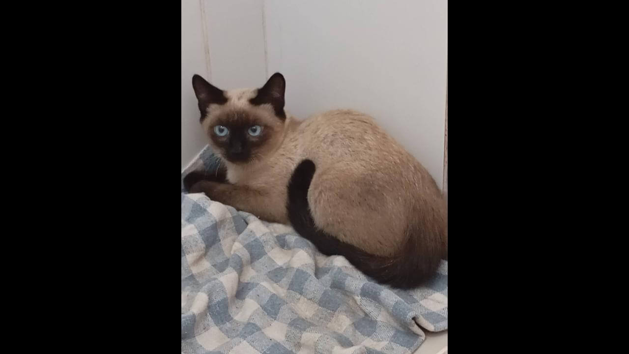 Gato é encontrado no bairro Centro