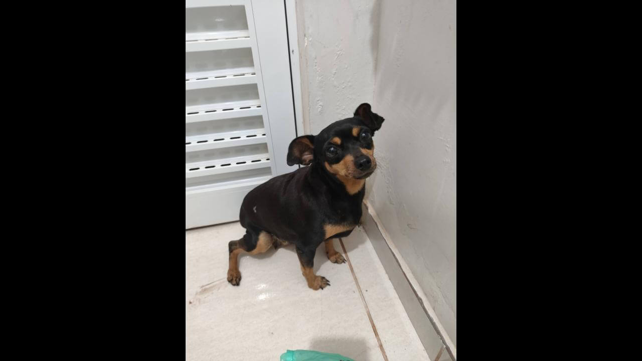 Cachorra é encontrada no bairro Pioneiros Catarinenses