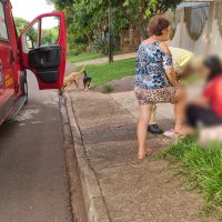 Imagem referente a Ataque de Chow-Chow deixa mulher ferida em Cascavel