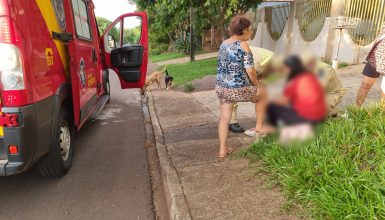 Imagem referente a Ataque de Chow-Chow deixa mulher ferida em Cascavel