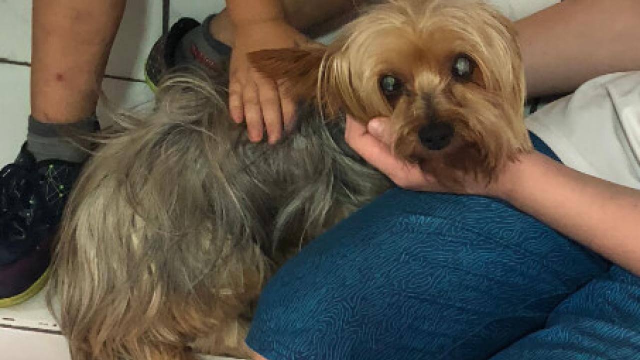 Cachorro Apólo desapareceu no bairro Brasília
