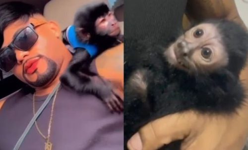 Imagem referente a Polícia Civil resgata macaco-prego em casa de influenciador 