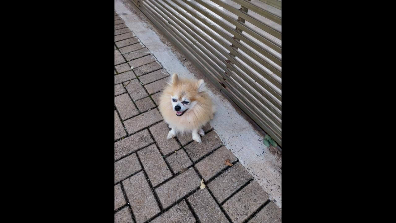 Cachorra é encontrada no bairro Brasília