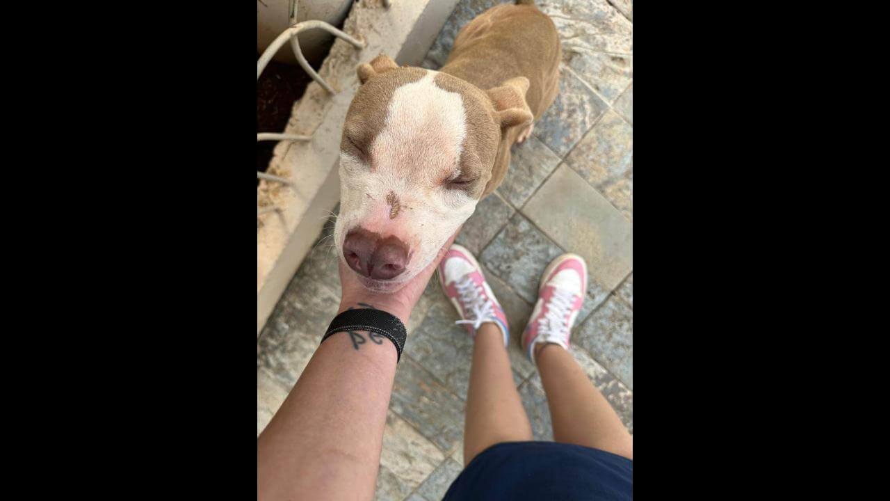 Cachorro é encontrado no bairro Brasília