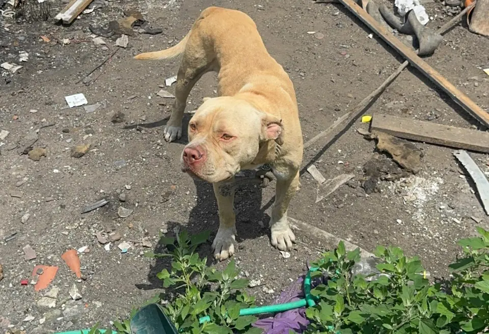 Homem é preso por manter Pitbulls em condições degradantes