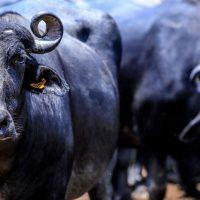 Imagem referente a Fazendeiro é condenado por abandono de búfalas no interior paulista