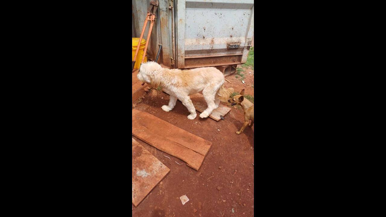 Cachorra é encontrada no bairro Tropical II Cachorra é encontrada no bairro Tropical II