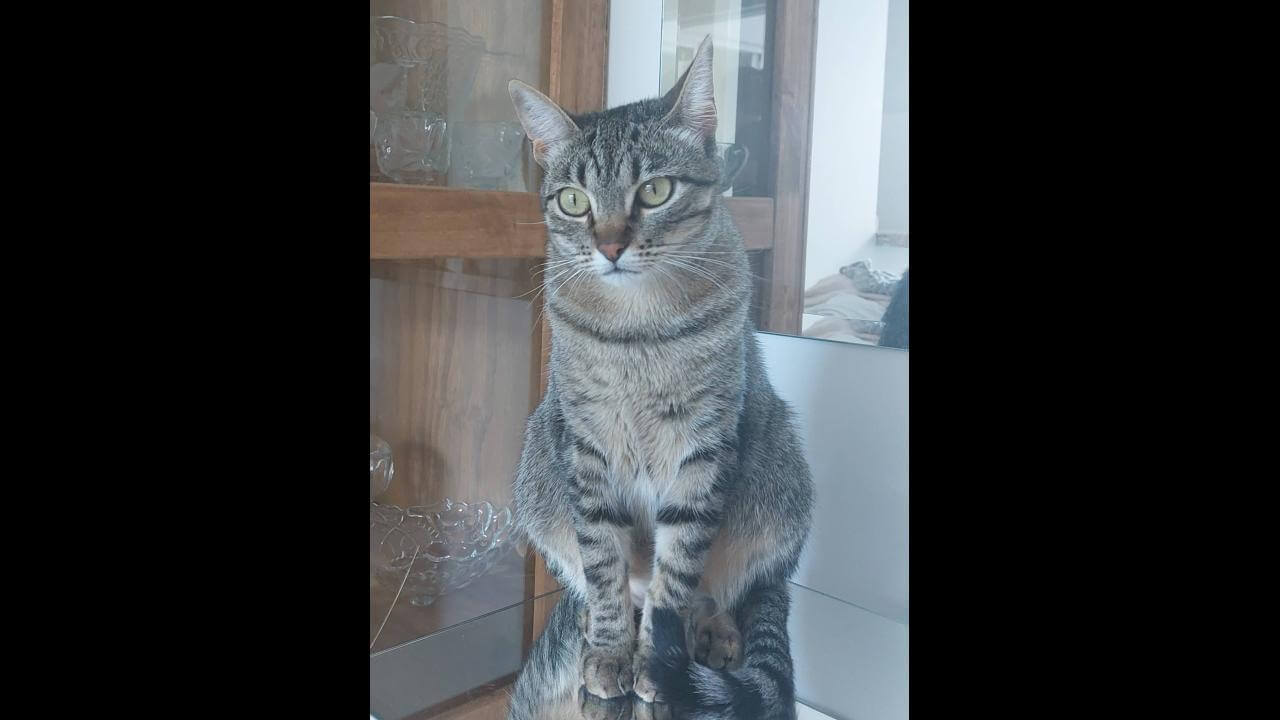 Gata Lili desapareceu no bairro Santa Cruz